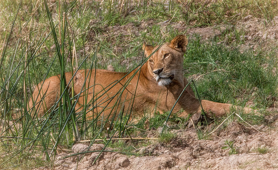 Sitting Pretty, Serengeti Lioness Photograph by Marcy Wielfaert