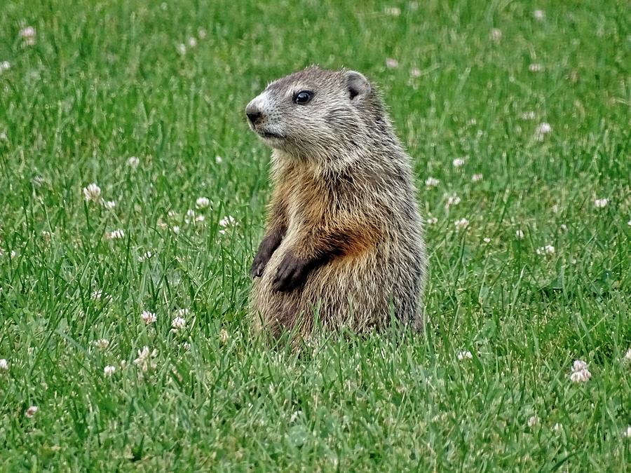 Sitting Pretty Photograph by Susan Sam | Fine Art America