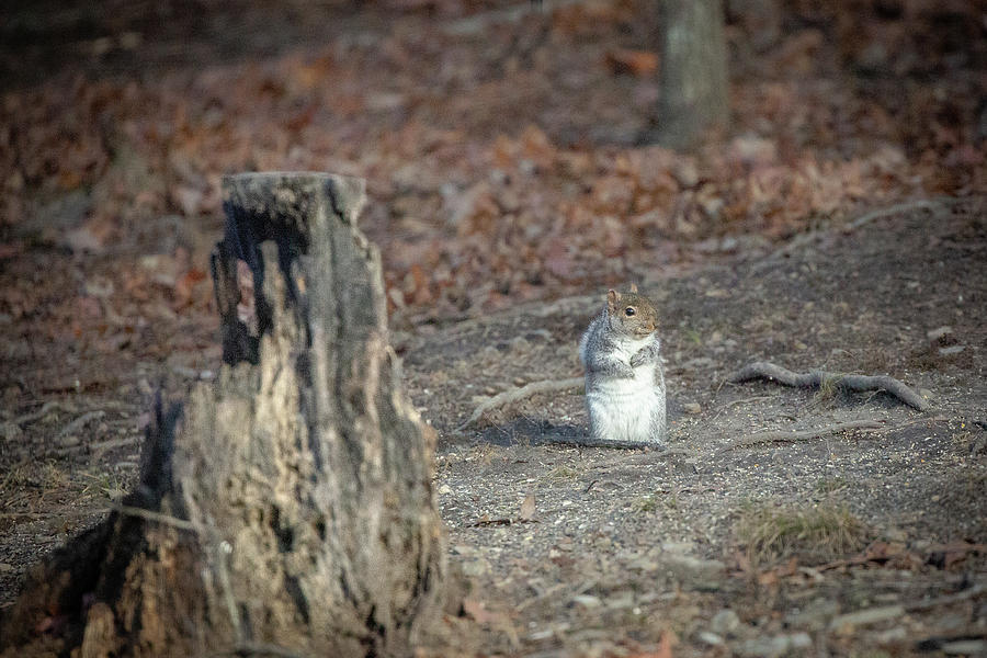 Sitting Squirrel Photograph by Lora J Wilson