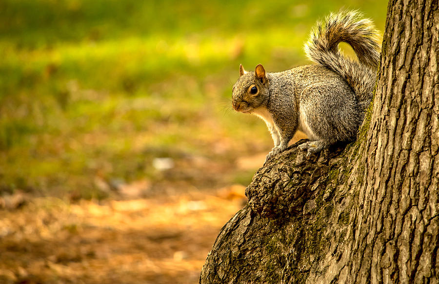 Sitting Squirrel  Photograph by Rick Nelson