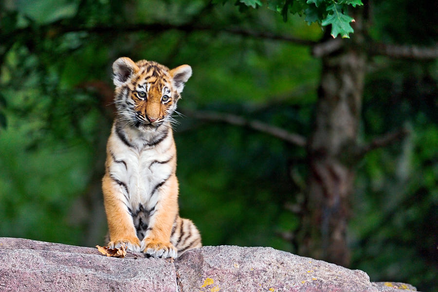 Sitting tiger cub Photograph by Picture by Tambako the Jaguar