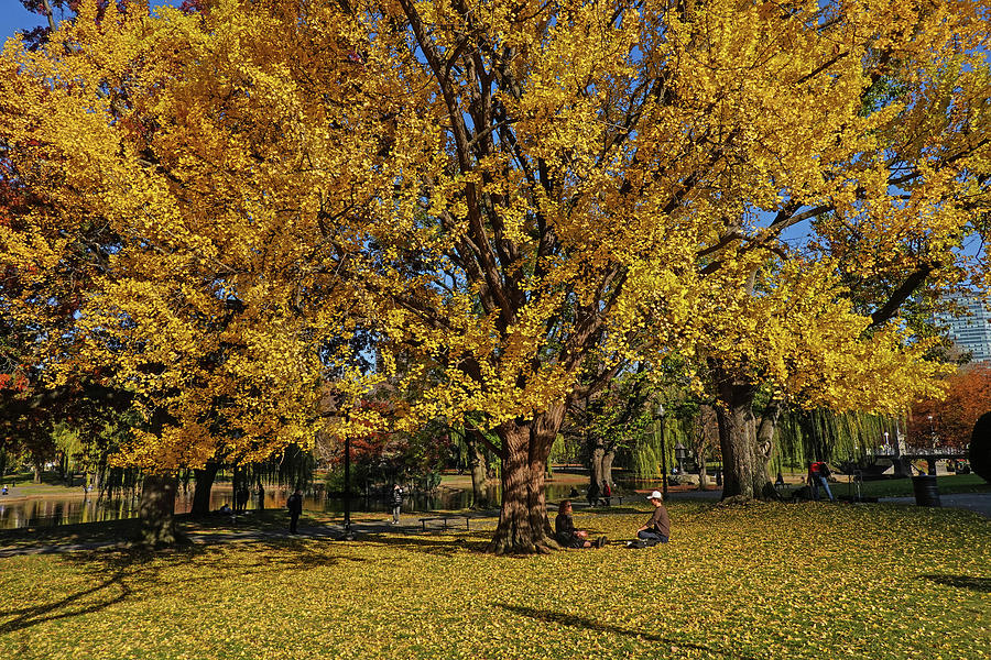 Sitting under a vibrant yellow tree in the Boston Public Garden Boston Massachusetts Photograph by Toby McGuire