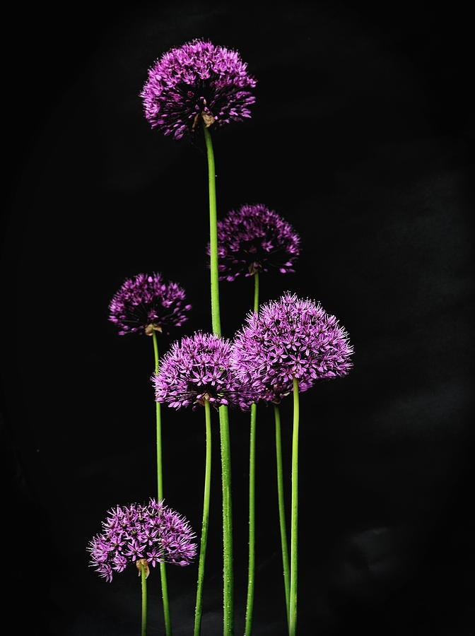 Six Allium Photograph by Jeff Townsend