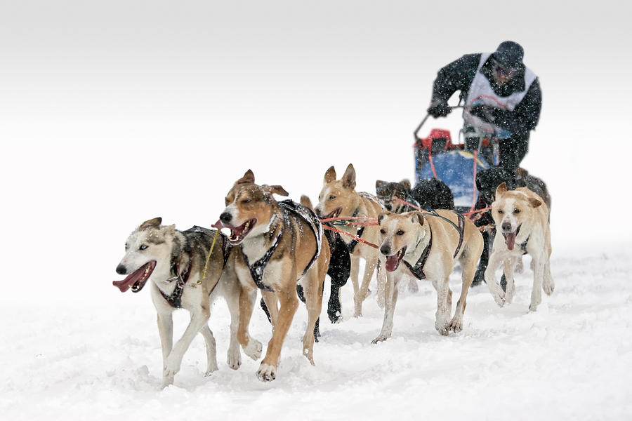 Six-Dog sledding competition race Photograph by Benoitrousseau