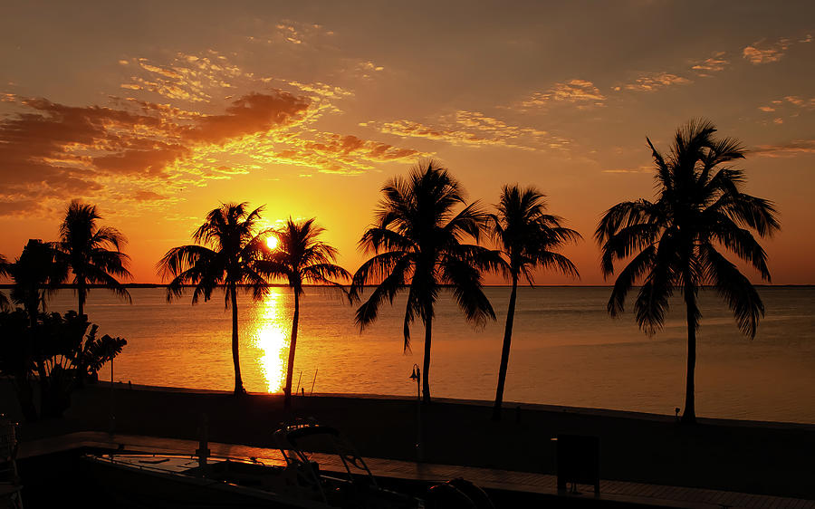 Six Florida Palm Trees at Sunset Photograph by Lucio Cicuto