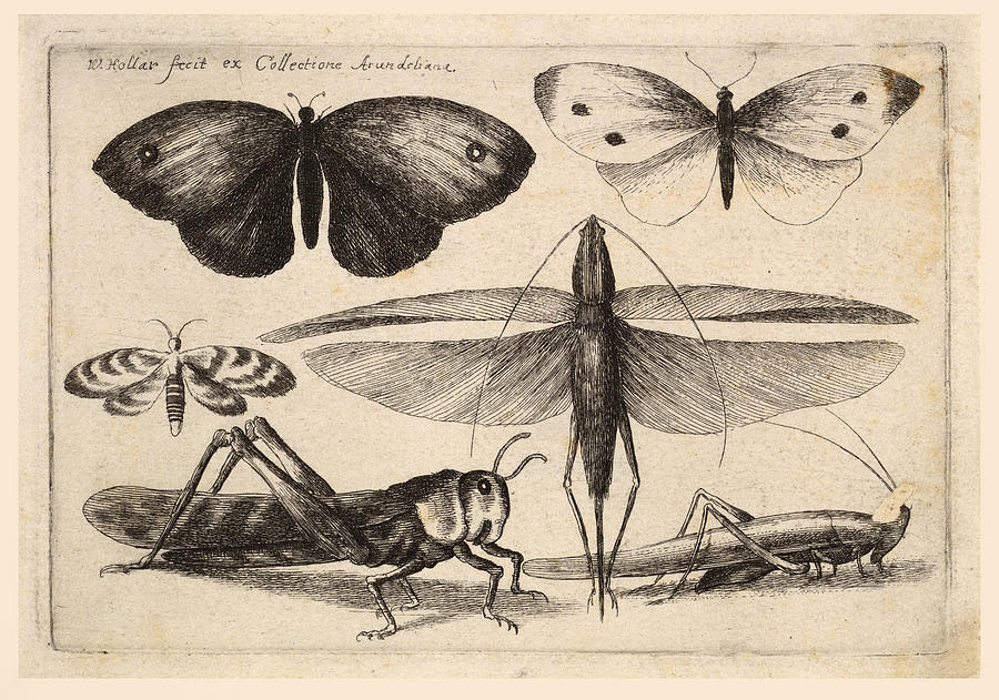 Six insects Drawing by Wenceslaus Hollar