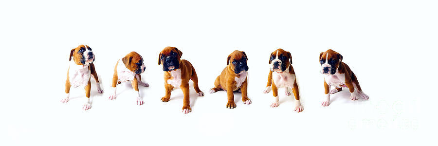  Six Pack ,Six Boxer puppies Photograph by Tom Jelen