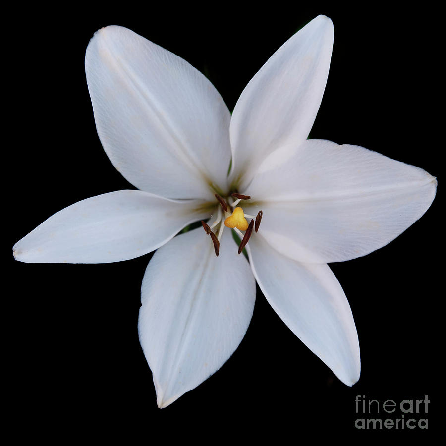 Six Petalled White Photograph by Ant Smith