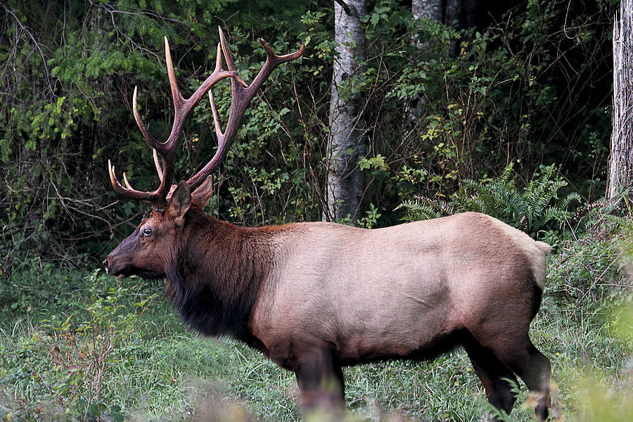 Six Point Bull Elk - Sunshine Coast British Columbia Photograph by Peggy Collins
