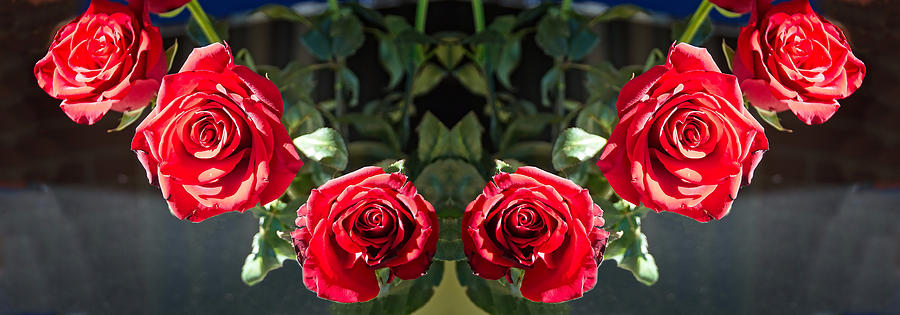 Six Pretty red Roses flower indoors display on a dark background Photograph by Geoff Childs