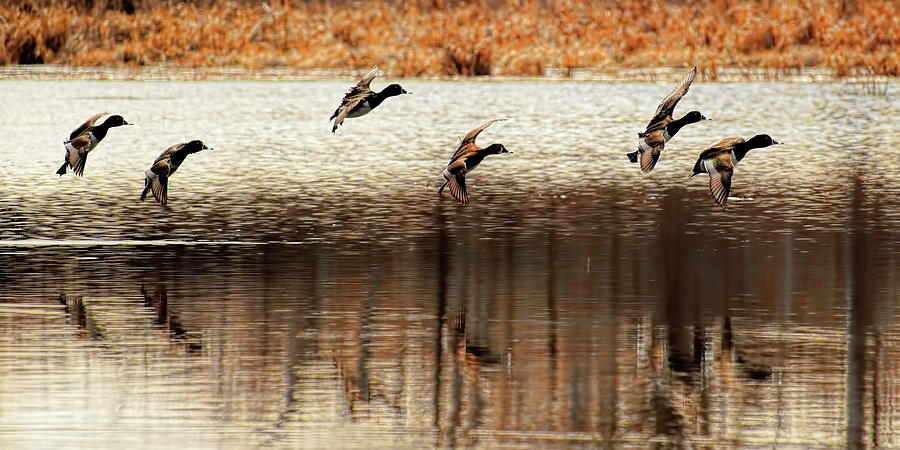 Six Ring-Necked Ducks In Flight Photograph by Dale Kauzlaric