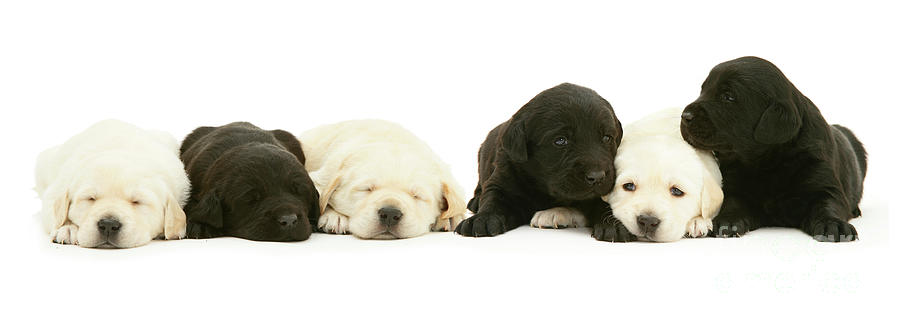Six Sleepy black and yellow Goldador pups Photograph by Warren Photographic Six Sleepy black and yellow Goldador pups Photograph by Warren Photographic