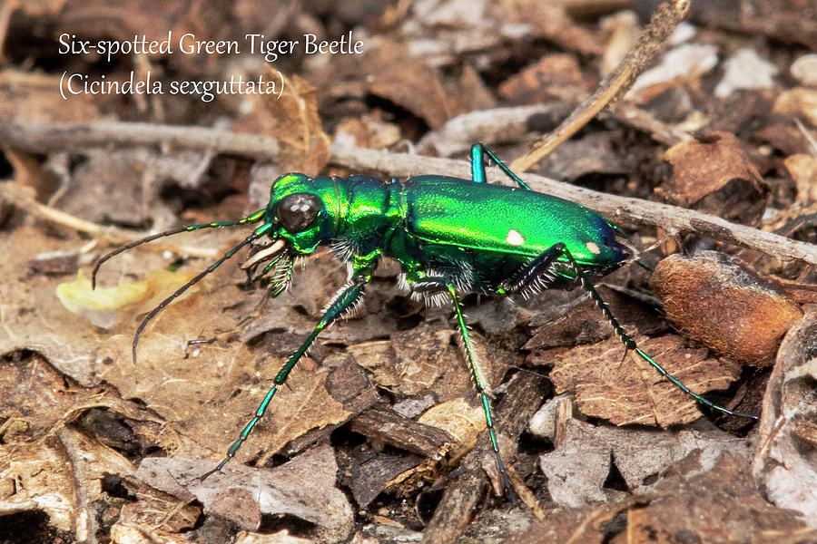 Six-spotted Green Tiger Beetle Photograph by Mark Berman