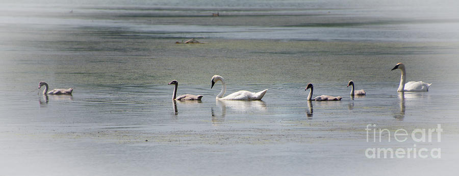 Six Swans a Swimming Photograph by Deborah Klubertanz