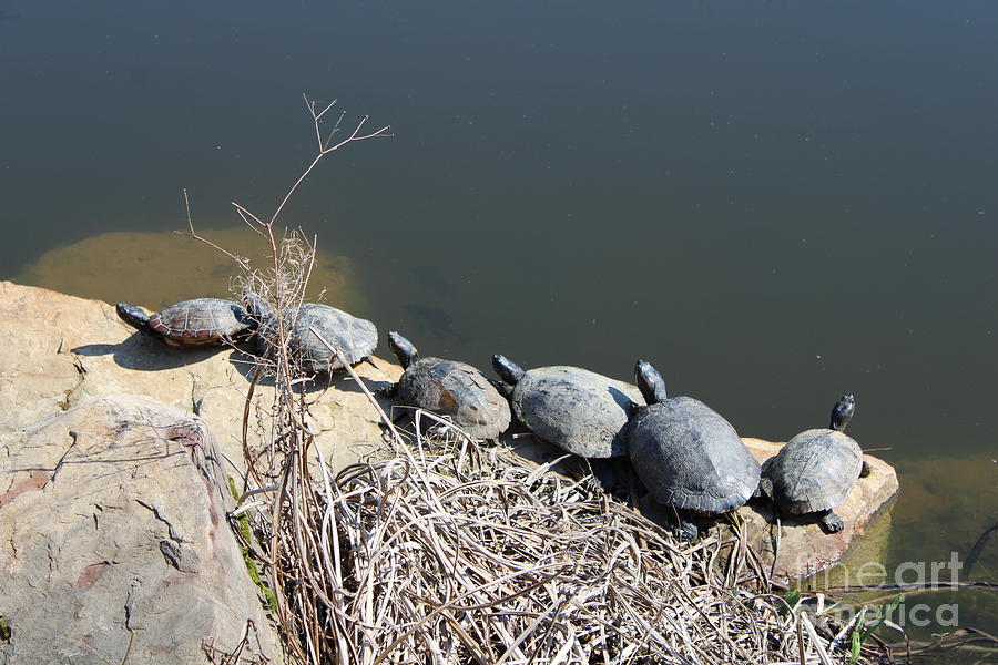 Six Turtles Sunning  Photograph by Dr Debra Stewart