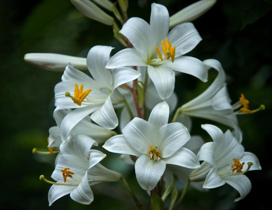 Six White Lilies 2022 Photograph by Richard Cummings