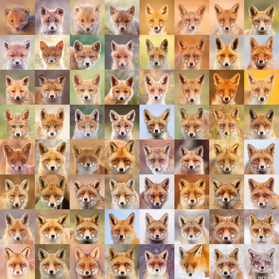 Animal Photograph - Sixty Four Foxy Faces - Portraits of red foxes by Roeselien Raimond