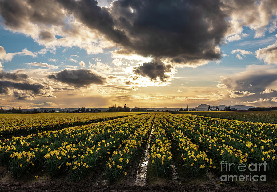 Skagit Daffodil Festival Dramatic Sunset Photograph by Mike Reid