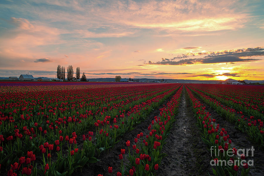 Farm Photograph - Skagit Tulip Sunstar Field by Mike Reid