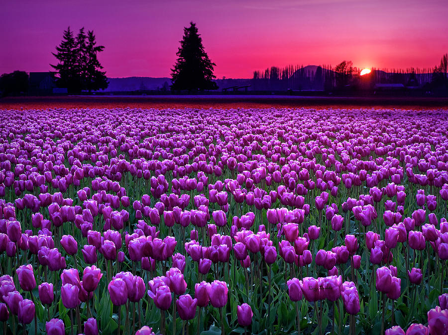 Skagit Valley at Sunset Photograph by Penny Lisowski
