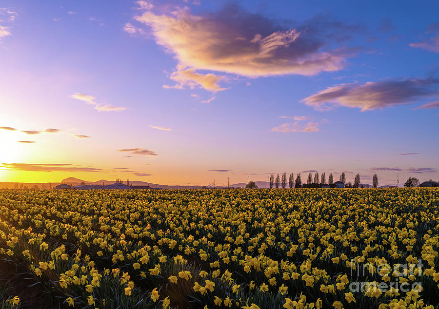 Skagit Valley Daffodil Festival Sunlit Fields Photograph by Mike Reid