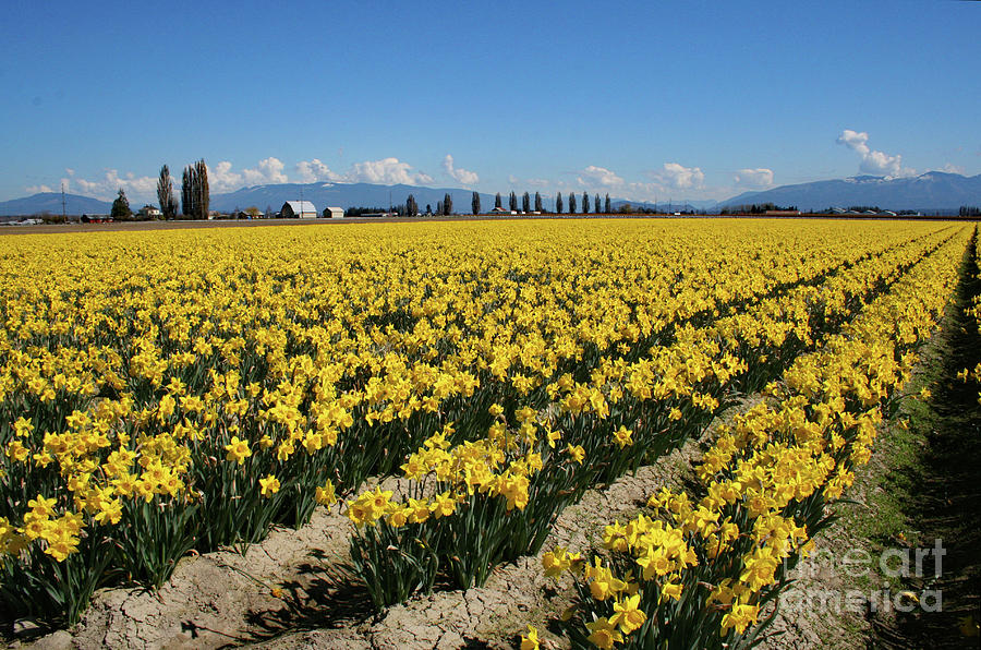 Skagit Valley Daffodil Fields Photograph by Norma Appleton