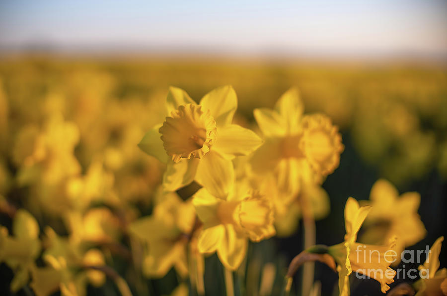 Flower Photograph - Skagit Valley Daffodils Sunlit Beauty by Mike Reid