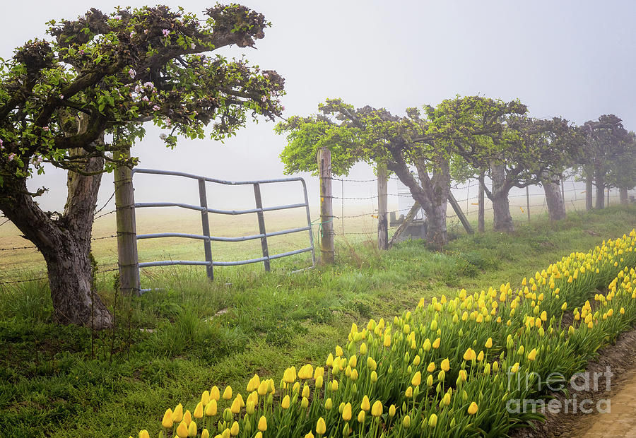 Skagit Valley Fence Gate Photograph by Inge Johnsson