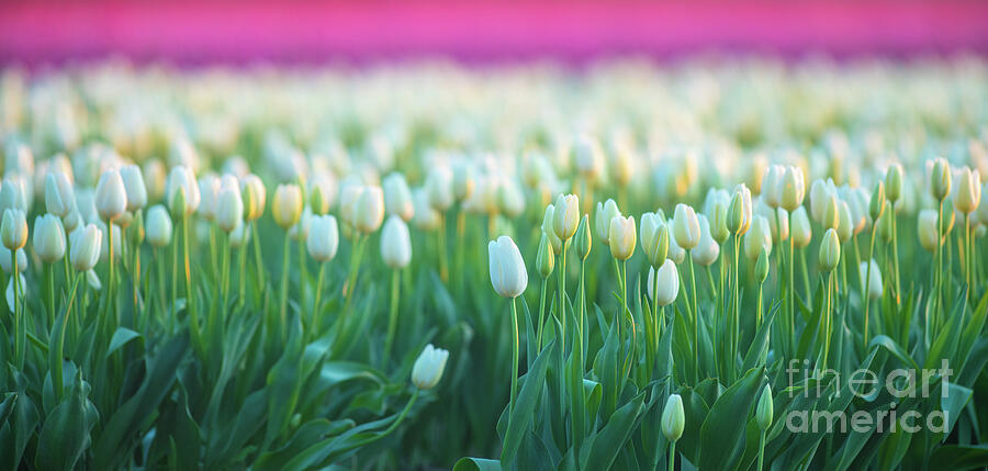 Tulip Photograph - Skagit Valley Sunlit White Tulips by Mike Reid