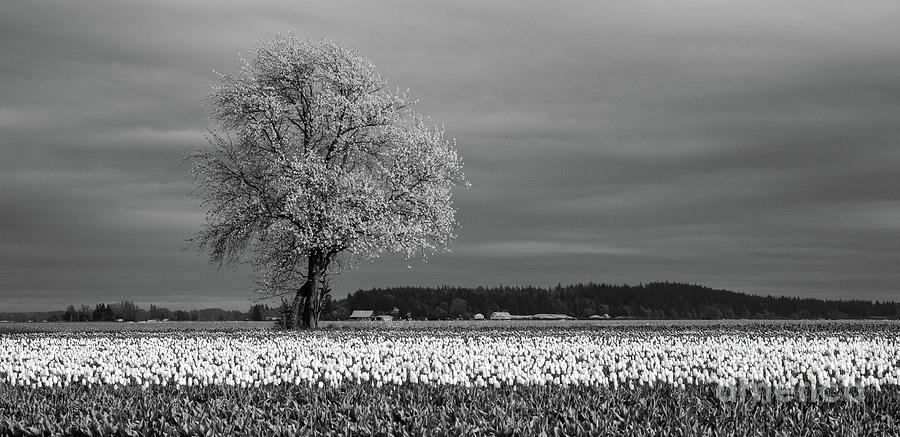 Tulip Photograph - Skagit Valley The Tree by Mike Reid
