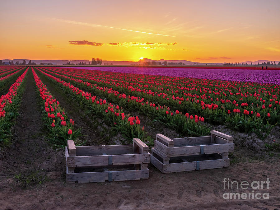 Skagit Valley Tulip Festival Sunset Photograph