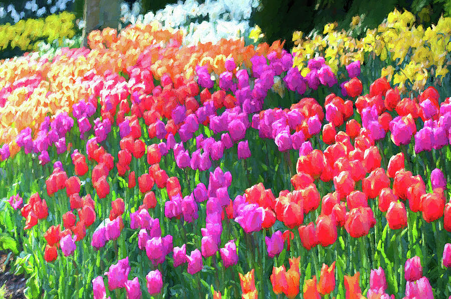 Skagit Valley Tulips Photograph by Greg Sigrist