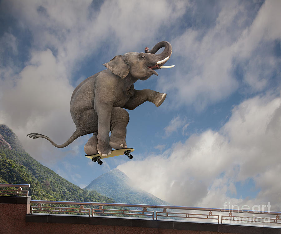Elephant Photograph - Skateboarding Elephant by Lund Roeser