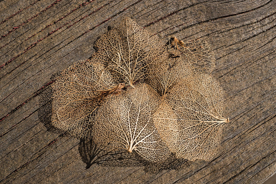 Skeletal Leaves Photograph by Robert Potts