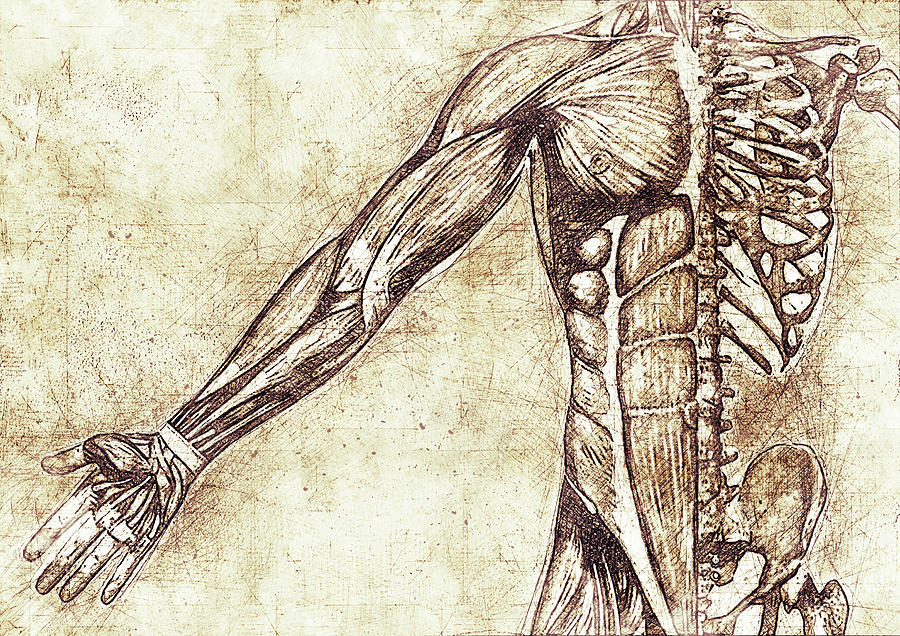 Skeletal muscle Digital Art by Erzebet S | Fine Art America