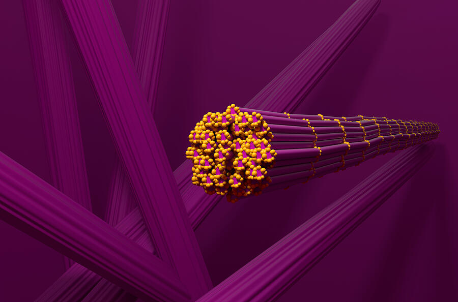 Skeletal muscle fibres, illustration Drawing by Nemes Laszlo/science Photo Library Skeletal muscle fibres, illustration Drawing by Nemes Laszlo/science Photo Library