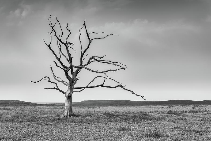 Skeletal Tree, Exmoor, England, UK Photograph by Sarah Howard
