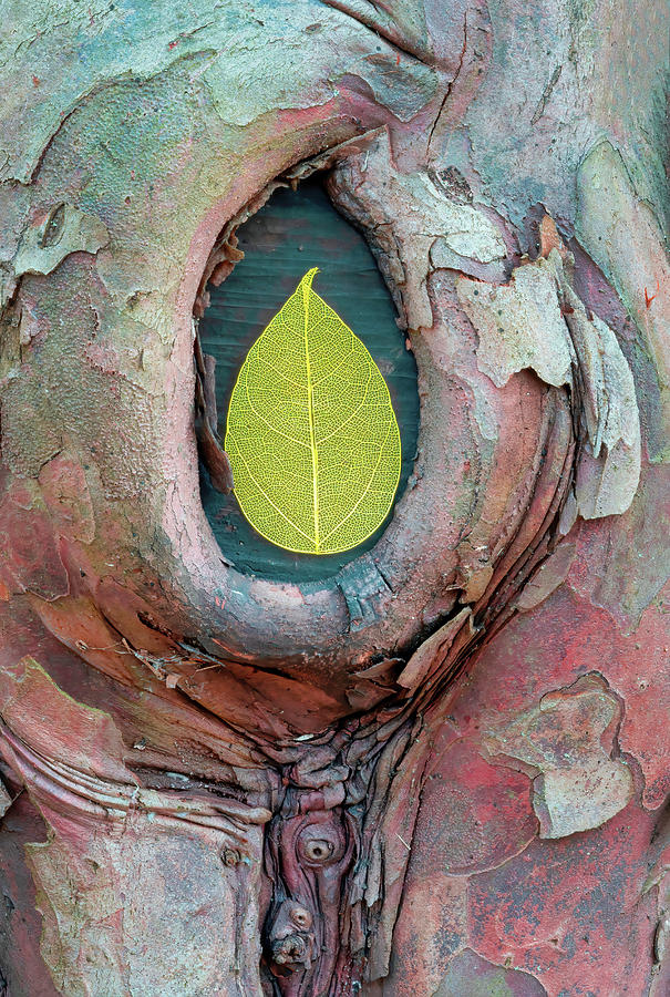 Skeleton Leaf In Tree Bark Photograph by Gary Slawsky