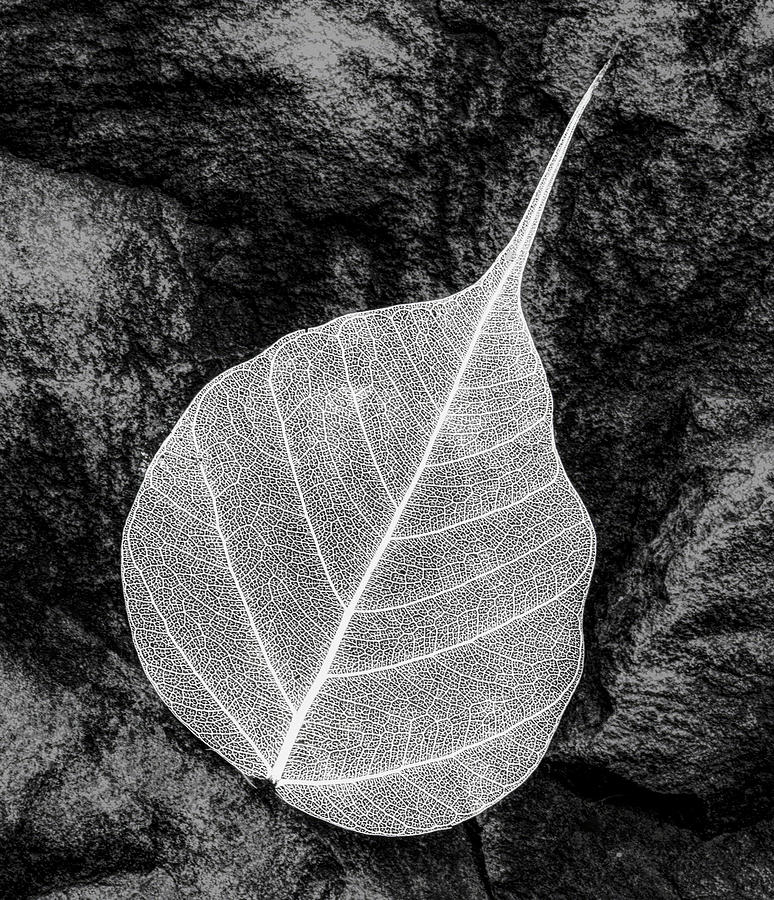 Skeleton Leaf On Black Rock Photograph by Gary Slawsky