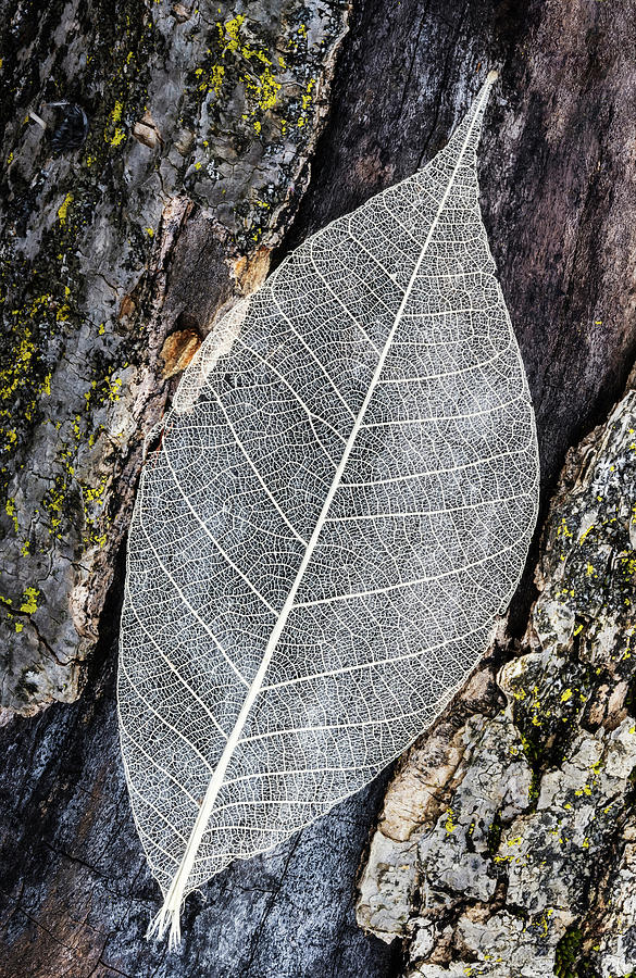 Skeleton Leaf On Tree Trunk Photograph by Gary Slawsky
