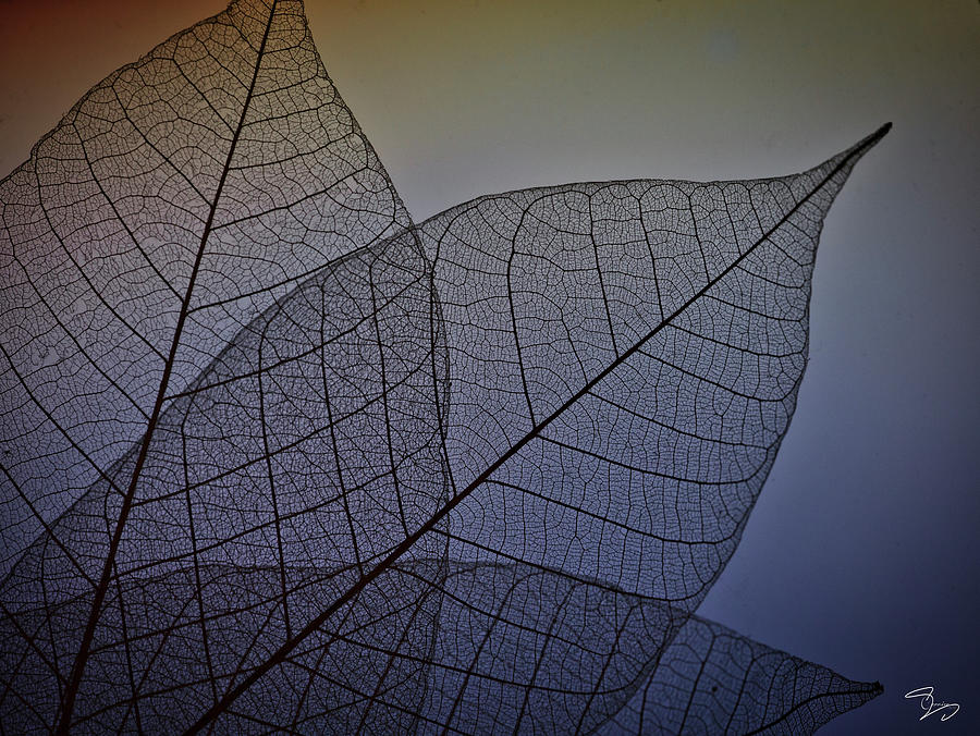 Skeleton Leaves Deep Blue Photograph by Evie Carrier