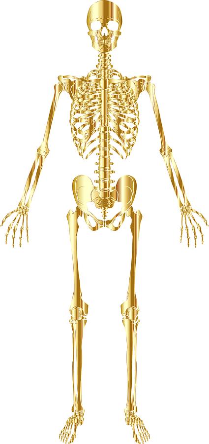 Skeleton  - Ncwjnd - Digital Art