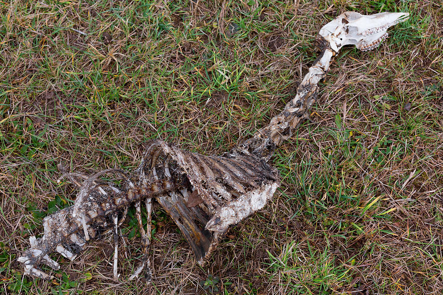 Skeleton of a dead roe deer on a meadow Photograph by Rudolf Vlcek