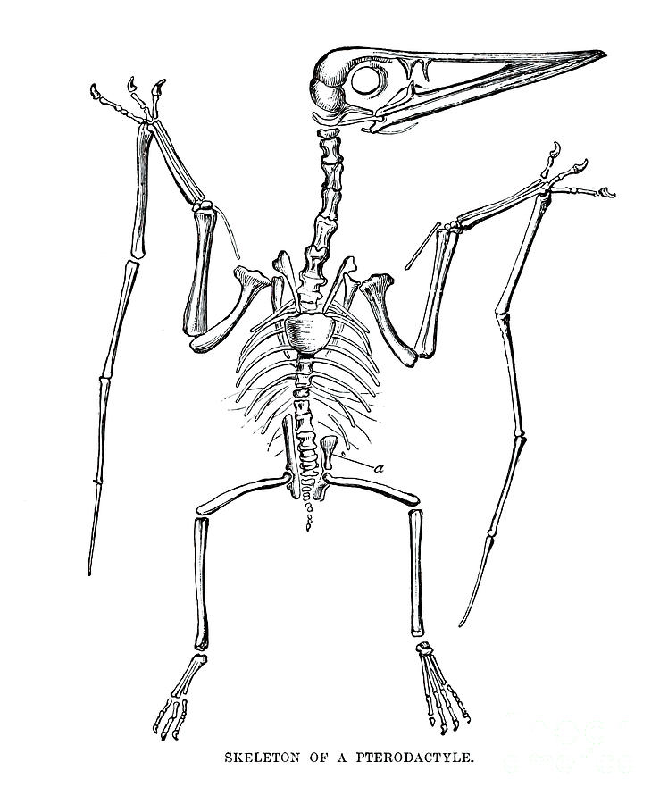 SKELETON OF A PTERODACTYLE f1 Drawing by Historic Illustrations | Fine ...