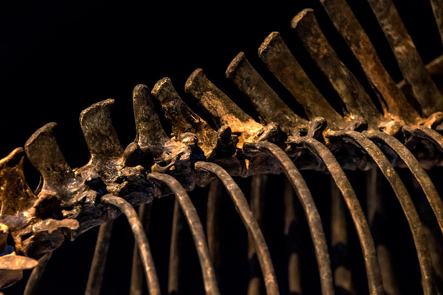 Skeleton of animals spine and rib cage Photograph by Hillary Kladke
