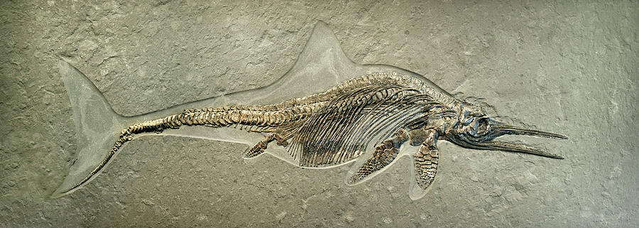 Skeleton of Ichthyosaur Painting by Old Master - Fine Art America