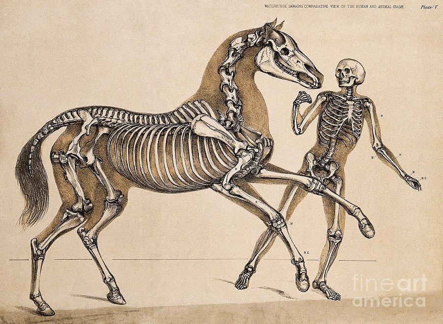 Skeleton of Man and Horse Waterhouse Hawkins 1860 Drawing by Science Source