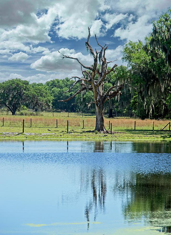 Skeleton Tree beyond Florida Lake Photograph by Douglas Barnett