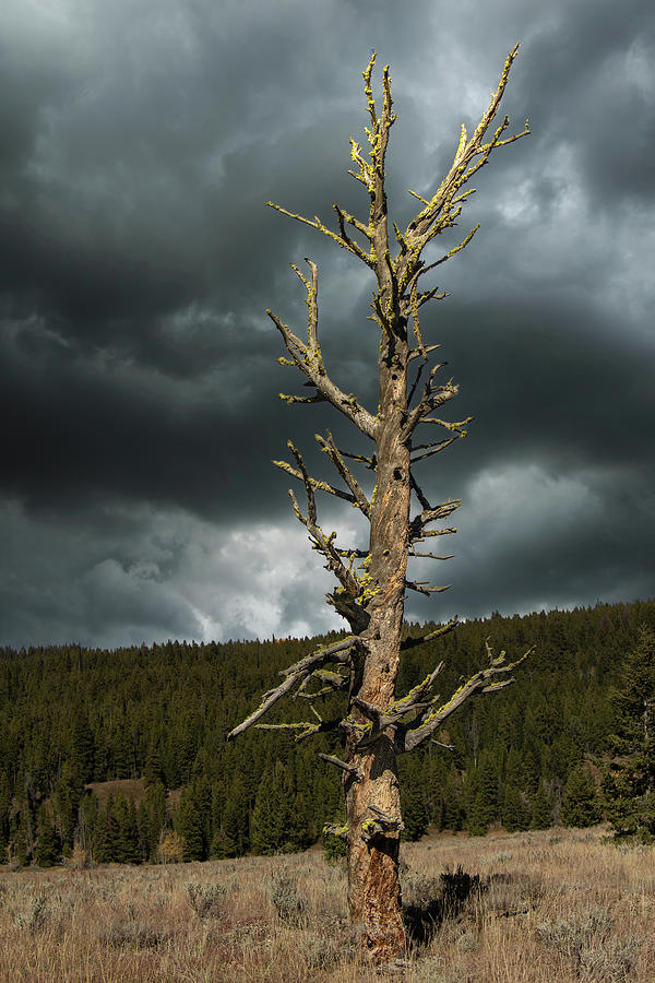 Skeleton Tree Photograph by Jon Snyder