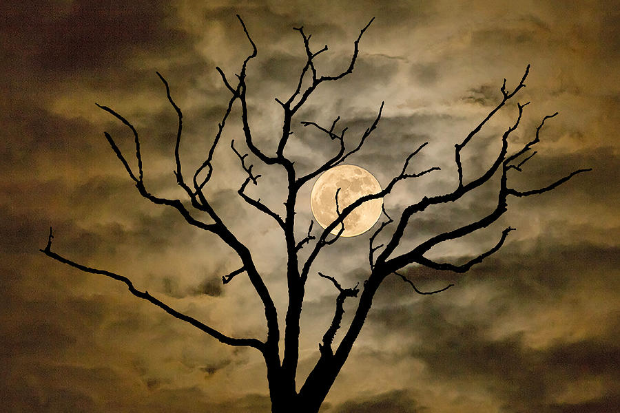 Skeleton Tree Moon 01  Photograph by Jim Dollar